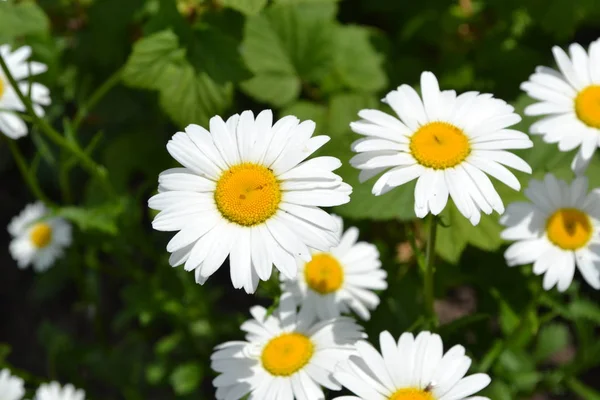 Białe Kwiaty Ogrodnictwo Domowy Ogród Łóżko Kwiat Daisy Rumianek Matricaria — Zdjęcie stockowe