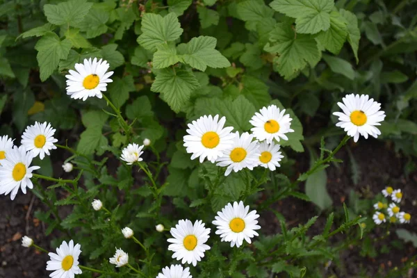 White flowers. Gardening. Home garden, flower bed. House, field, farm, village. Daisy flower, chamomile. Matricaria Perennial flowering plant of the Asteraceae family. Beautiful, delicate inflorescences