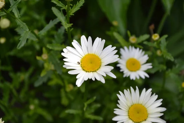 Białe Kwiaty Ogrodnictwo Domowy Ogród Kwietnik Dom Pole Farma Kwiat — Zdjęcie stockowe