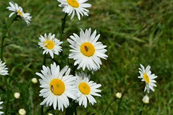Białe Kwiaty Zielone Liście Krzaki Ogrodnictwo Dom Ogród Klomb Dom — Zdjęcie stockowe