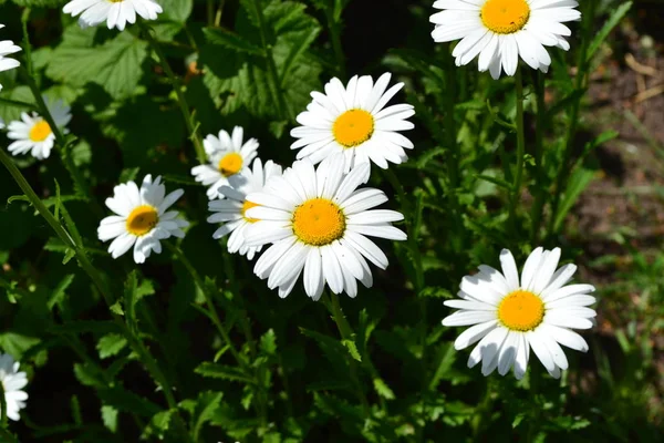 Λευκά Λουλούδια Πράσινα Φύλλα Θάμνοι Κήπος Κρεβάτι Λουλούδι Ντέιζι Χαμομήλι — Φωτογραφία Αρχείου