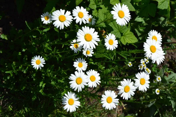 Flores Brancas Folhas Verdes Arbustos Casa Jardim Canteiro Flores Flor — Fotografia de Stock