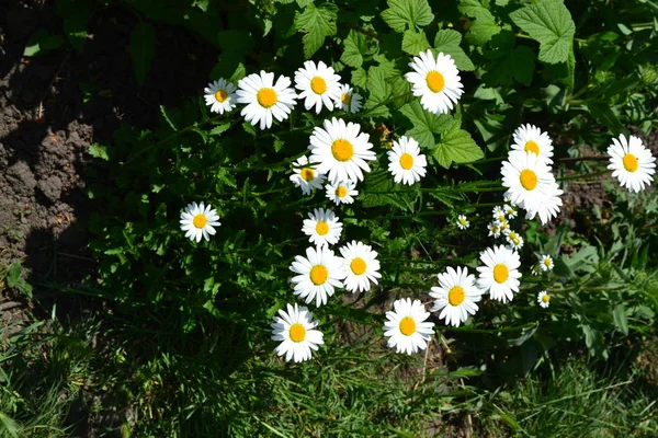 White flowers. Green leaves, bushes. Home garden, flower bed. Daisy flower, chamomile. Matricaria Perennial flowering