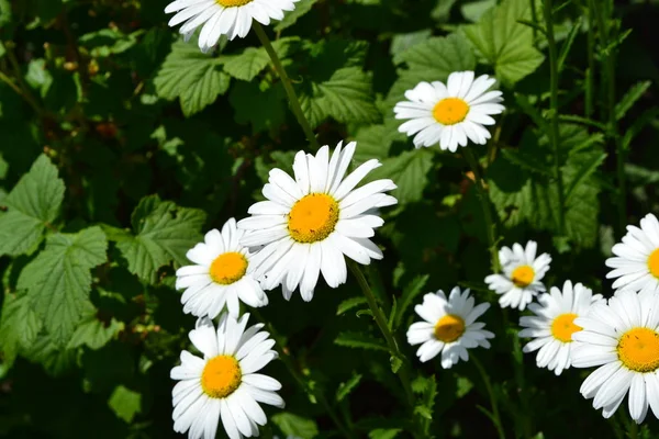 Flores Brancas Folhas Verdes Arbustos Jardim Casa Flor Margarida Camomila — Fotografia de Stock