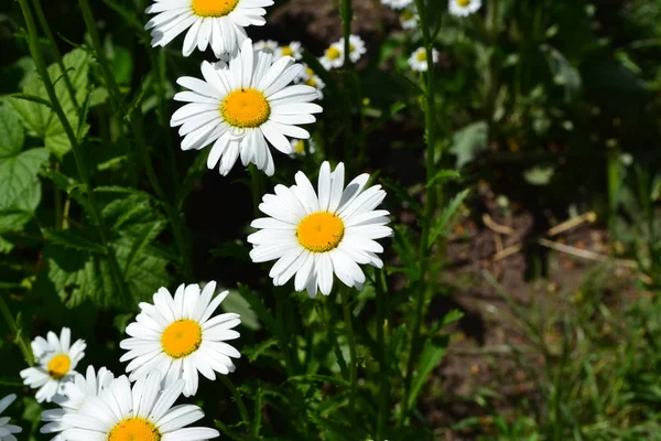 Białe Kwiaty Zielone Liście Krzaki Domowy Ogród Daisy Rumianek Matricaria — Zdjęcie stockowe