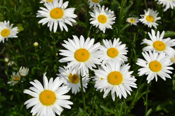 Kertészkedés Daisy Kamilla Matricaria Évelő Virágzó Növény Asteraceae Családból Gyönyörű — Stock Fotó