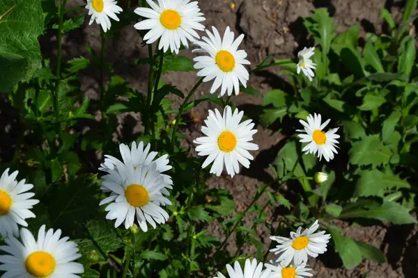Zöld Levelek Bokrok Daisy Kamilla Matricaria Évelő Fehér Virágok — Stock Fotó