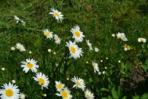Zielone Liście Krzaki Ogrodnictwo Home Garden Kwiat Daisy Rumianek Matricaria — Zdjęcie stockowe