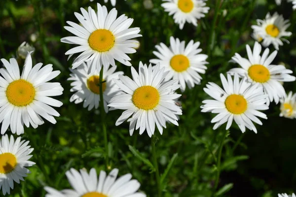 Ogrodnictwo Daisy Rumianek Matrikarię Wieloletnia Roślina Kwitnąca Rodziny Astrowatych Białe — Zdjęcie stockowe