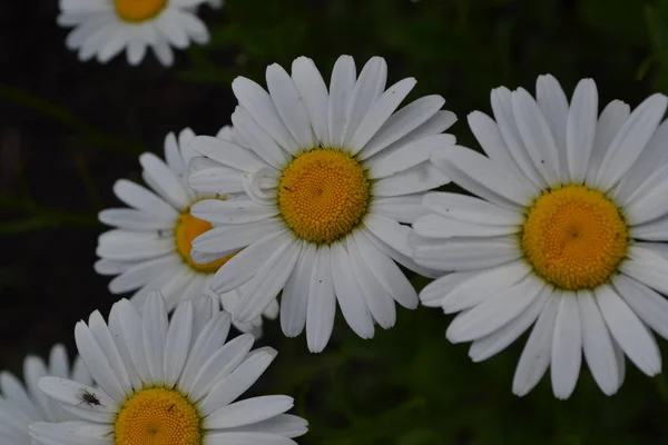 Gartenarbeit Hausgarten Blumenbeet Gänseblümchen Kamille Matricaria Mehrjährige Blütenpflanze Aus Der — Stockfoto