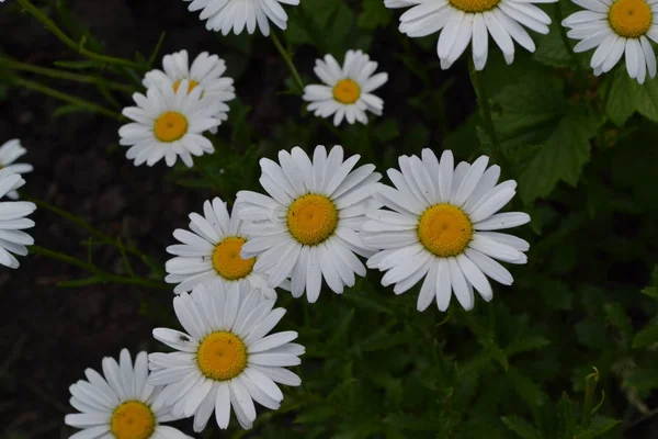 Gartenarbeit Hausgarten Blumenbeet Haus Feld Gänseblümchen Kamille Matricaria Mehrjährige Blütenpflanze — Stockfoto