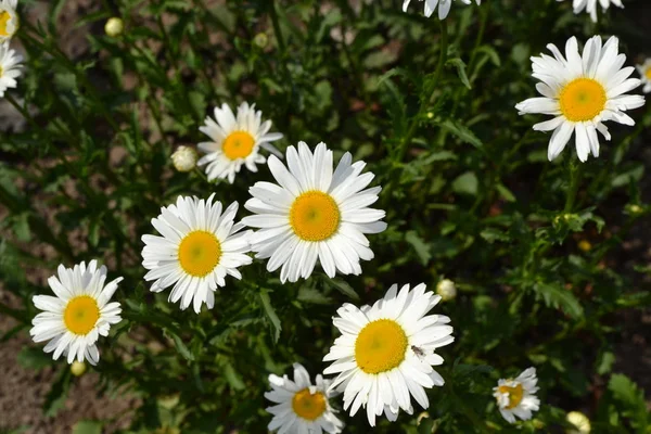 Grüne Blätter Büsche Gartenarbeit Hausgarten Blumenbeet Gänseblümchen Kamille Matricaria Mehrjährige — Stockfoto