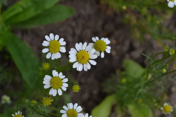 Gardening. Home garden, flower bed. House, field, farm, village. Daisy flower Chamomile. Matricaria chamomilla. Annual herbaceous plant. Beautiful, delicate inflorescences. White flowers