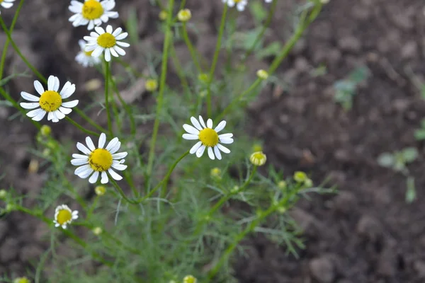 Home garden, flower bed. House, field, farm. Gardening. Daisy flower Chamomile. Matricaria chamomilla. Annual herbaceous plant. Beautiful, delicate inflorescences. White flowers