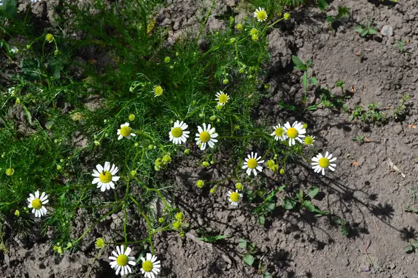 Naar Huis Witte Bloemen Tuinieren Daisy Bloem Kamille Matricaria Chamomilla — Stockfoto