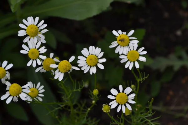 Home garden, flower bed. White flowers. Gardening. Daisy flower Chamomile. Matricaria chamomilla. Annual herbaceous plant. Beautiful, delicate inflorescences