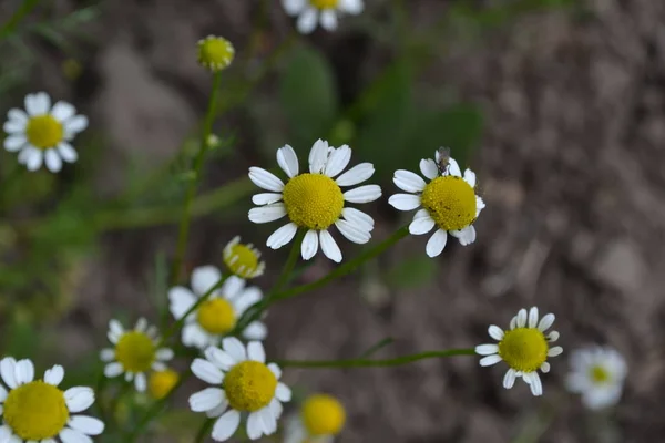 Gardening. Home garden, flower bed. House. Daisy flower Chamomile. Matricaria chamomilla. Annual herbaceous plant. Beautiful, delicate inflorescences. White flowers