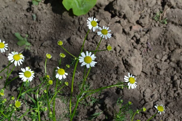 Home garden, flower bed. House, field, farm. Daisy flower Chamomile. Matricaria chamomilla. Annual herbaceous plant. Beautiful, delicate inflorescences. White flowers