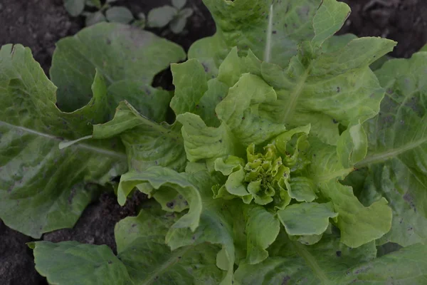 Gardening. Home garden, flower bed. House, field, farm, village. Lettuce salad. Lactuca sativa. Annual herbaceous plant. Vegetable culture. Vitamin greens. Tasty and healthy. Young shoots