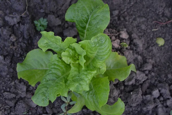 Gardening. Home garden, flower bed. House, field, farm. Lettuce salad. Lactuca sativa. Annual herbaceous plant. Vegetable culture. Vitamin greens. Tasty and healthy. Young shoots