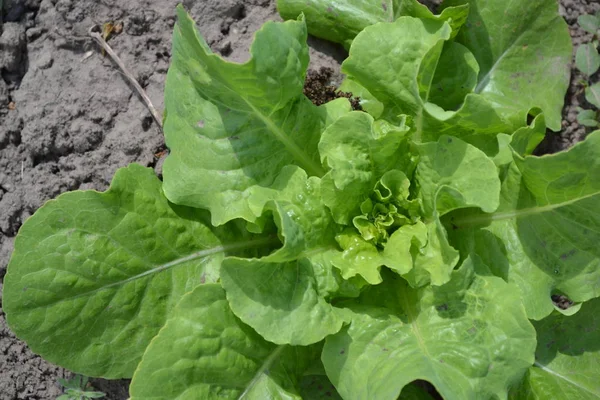 Jardinagem Jardim Casa Salada Alface Lactuca Sativa Planta Herbácea Anual — Fotografia de Stock