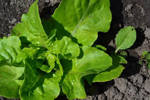 Jardinagem Salada Alface Lactuca Sativa Planta Herbácea Anual Atiradores Jovens — Fotografia de Stock