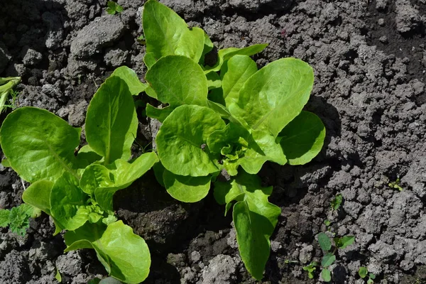 Jardinagem Salada Alface Lactuca Sativa Planta Herbácea Anual Jovens — Fotografia de Stock