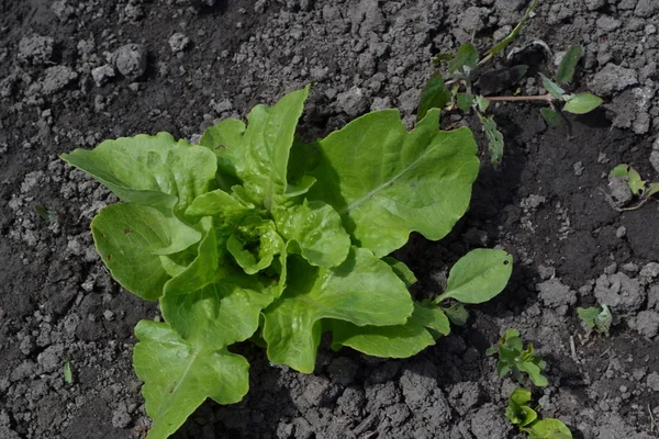 Casa Jardim Cama Salada Alface Lactuca Sativa Planta Herbácea Anual — Fotografia de Stock