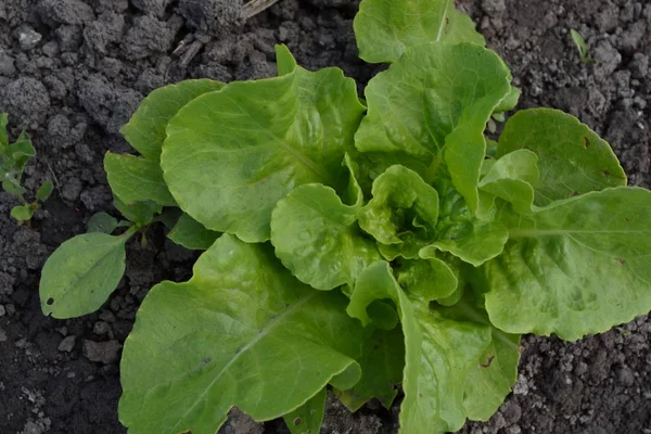 家庭花园 生菜沙拉 Lactuca Sativa 一年生草本植物 蔬菜文化 维生素绿素 味道鲜美健康 — 图库照片