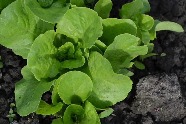 Casa Jardim Canteiro Flores Salada Alface Jardinagem Lactuca Sativa Planta — Fotografia de Stock