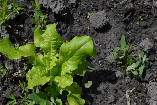 Casa Jardim Canteiro Flores Salada Alface Lactuca Sativa Planta Herbácea — Fotografia de Stock