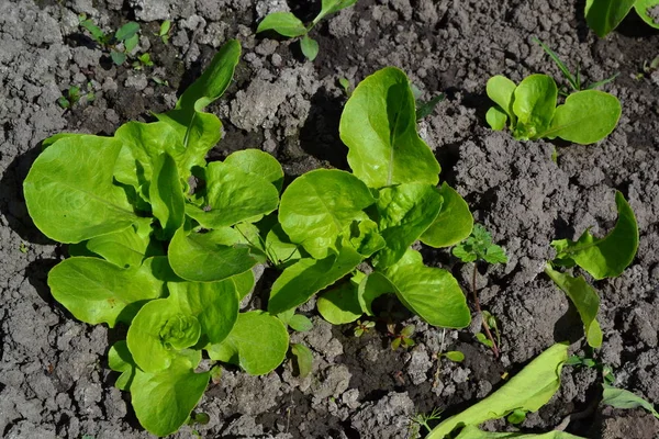 Casa Jardim Canteiro Flores Salada Alface Lactuca Sativa Planta Herbácea — Fotografia de Stock