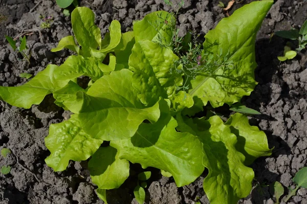 Home garden, flower bed. Lettuce salad. Lactuca sativa. Annual herbaceous plant. Vitamin greens. Tasty, healthy. Young shoots