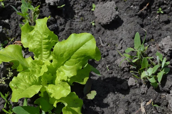 Casa Jardim Canteiro Flores Salada Alface Lactuca Sativa Planta Herbácea — Fotografia de Stock