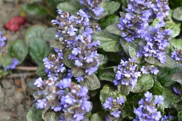 Pianta Miele Foglie Verdi Cespugli Tappeti Giardinaggio Casa Giardino Aiuola — Foto Stock