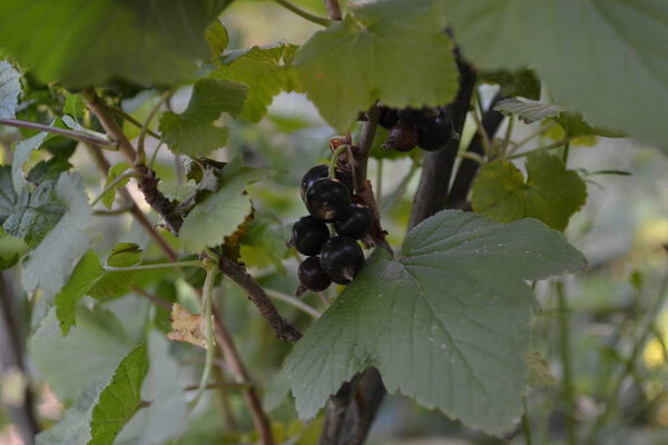 Green leaves, bushes. Home garden. Black currant. Ribes nigrum. Sweet dark berries. Tasty and healthy. Juice, compote, jam. Blue berries