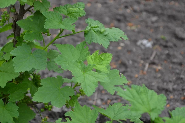 Зеленые Листья Кусты Черная Смородина Ribes Nigrum Сладкие Темные Ягоды — стоковое фото