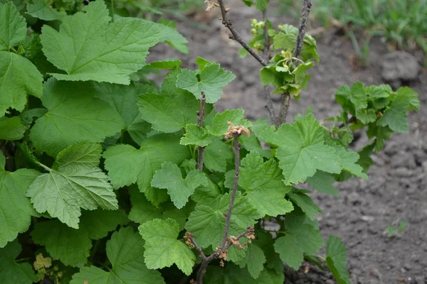 Yeşil yapraklar, çalılar. Frenk üzümü. Ribes Nigrum. Tatlı böğürtlen. Lezzetli, sağlıklı. Böğürtlen