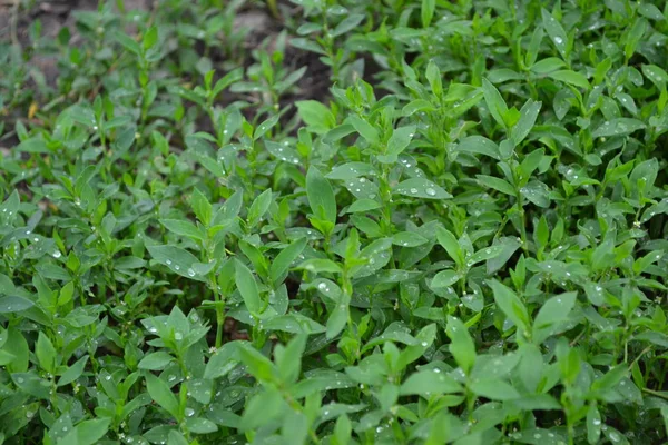 Berkebun Tanaman Lapangan Daun Hijau Semak Semak Burung Knotweed Polygonum — Stok Foto