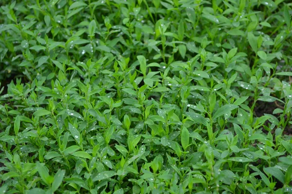 Berkebun Tanaman Lapangan Burung Knotweed Polygonum Aviculare Tanaman Herbal Tahunan — Stok Foto