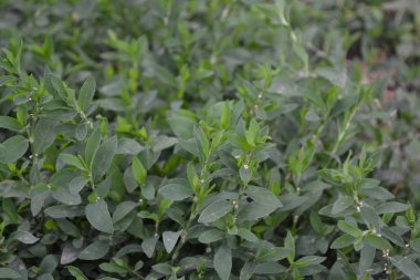 Knotweed kuşu, Polygonum aviculare. Yeşil yapraklar, çalılar. Bahçıvanlık, tarla bitkisi. Yıllık otçul bitki