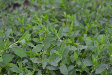 Knotweed kuşu, Polygonum aviculare. Yeşil. Bahçıvanlık, tarla bitkisi. Yıllık otçul bitki