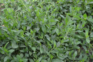 Yıllık otçul bitki. Yeşil yapraklar, çalılar. Saha bitkisi Knotweed kuşu, Polygonum aviculare