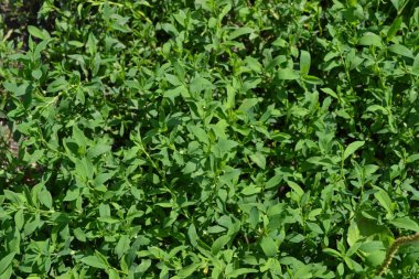 Yıllık otçul bitki. Yeşil. Knotweed kuşu, Polygonum aviculare