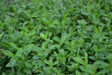 Bahçıvanlık, tarla bitkisi. Yeşil yapraklar, çalılar. Ev bahçesi, yatak. Knotweed kuşu, Polygonum aviculare. Yıllık otçul bitki