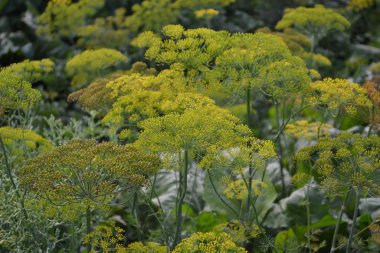 Yeşil. Dill. Tek cinsiyetli yıllık bitkiler. Anethum Graveolens. Popüler baharat