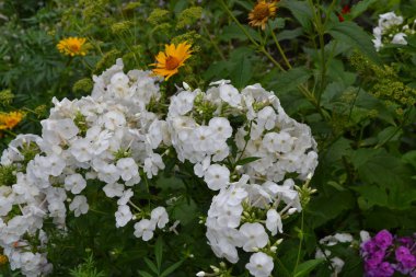 Güzel cilt bakımı. Phlox. Ebedi bitki. Yüksek dallar. Beyaz çiçekler