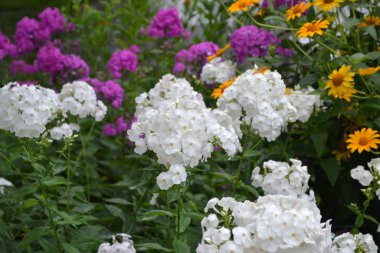 Bahçıvanlık. Ev bahçesi, çiçek tarlası. Ev, tarla. Güzel cilt bakımı. Phlox çiçeği. Ebedi otçul bitki. Yüksek dallar. Beyaz çiçekler