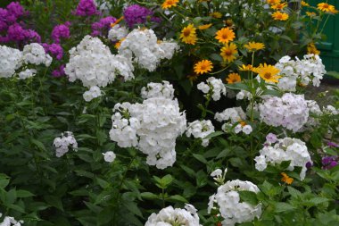 Bahçıvanlık. Ev bahçesi, çiçek tarlası. - Ev. Güzel cilt bakımı. Phlox çiçeği. Ebedi otçul bitki. Yüksek dallar. Beyaz çiçekler