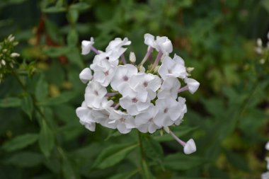 Yeşil. Bahçıvanlık. Ev bahçesi, yatak. Çok güzel. Phlox çiçeği. Ebedi otçul bitki. Yüksek dallar. Beyaz çiçekler